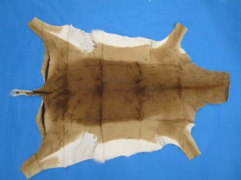 Genuine Impala Skin Hide, Antelope Skin, Hide 49 x 37-1/2 inches - Buy this one for  $79.99
