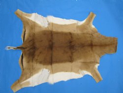 Genuine Impala Skin Hide, Antelope Skin, Hide 49 x 37-1/2 inches - Buy this one for  $79.99