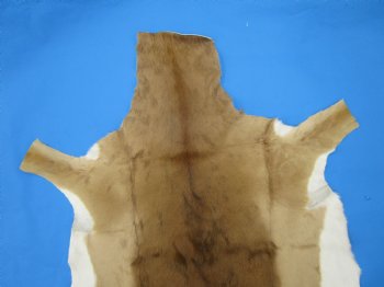 Genuine Impala Skin Hide, Antelope Skin, Hide 49 x 37-1/2 inches - Buy this one for  $79.99