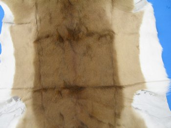 Genuine Impala Skin Hide, Antelope Skin, Hide 49 x 37-1/2 inches - Buy this one for  $79.99