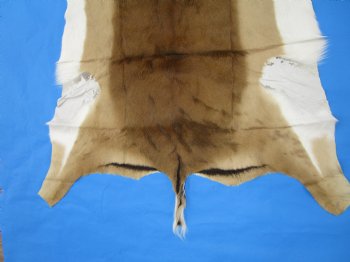 Genuine Impala Skin Hide, Antelope Skin, Hide 49 x 37-1/2 inches - Buy this one for  $79.99