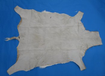 Genuine Impala Skin Hide, Antelope Skin, Hide 49 x 37-1/2 inches - Buy this one for  $79.99