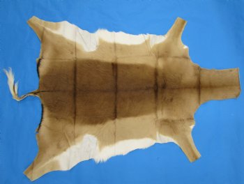 Genuine Impala Skin Hide, Antelope Skin, Hide 50 x 39-1/2 inches - Buy this one for  $79.99