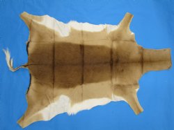 Genuine Impala Skin Hide, Antelope Skin, Hide 50 x 39-1/2 inches - Buy this one for  $79.99