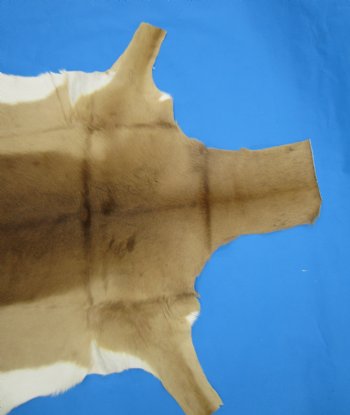Genuine Impala Skin Hide, Antelope Skin, Hide 50 x 39-1/2 inches - Buy this one for  $79.99