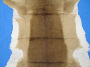 Genuine Impala Skin Hide, Antelope Skin, Hide 50 x 39-1/2 inches - Buy this one for  $79.99