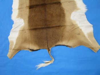 Genuine Impala Skin Hide, Antelope Skin, Hide 50 x 39-1/2 inches - Buy this one for  $79.99