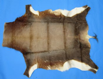 Genuine African Blesbok Hide, Blesbuck Skin, 50 x 38 inches  - Buy this one for $79.99 each