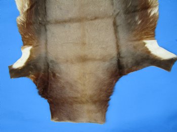 Genuine African Blesbok Hide, Blesbuck Skin, 50 x 38 inches  - Buy this one for $79.99 each