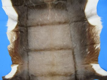 Genuine African Blesbok Hide, Blesbuck Skin, 50 x 38 inches  - Buy this one for $79.99 each