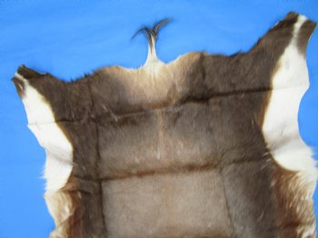 Genuine African Blesbok Hide, Blesbuck Skin, 50 x 38 inches  - Buy this one for $79.99 each