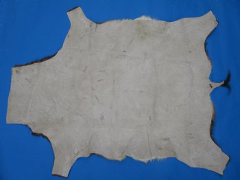 Genuine African Blesbok Hide, Blesbuck Skin, 50 x 38 inches  - Buy this one for $79.99 each