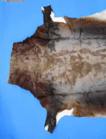 Gorgeous Real Blesbok Hide, Blesbuck Skin, 51 x 39 inches  - Buy this one for $79.99 each