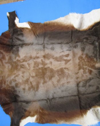 Gorgeous Real Blesbok Hide, Blesbuck Skin, 51 x 39 inches  - Buy this one for $79.99 each