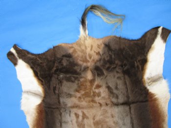 Gorgeous Real Blesbok Hide, Blesbuck Skin, 51 x 39 inches  - Buy this one for $79.99 each