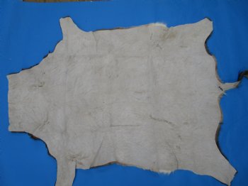 Gorgeous Real Blesbok Hide, Blesbuck Skin, 51 x 39 inches  - Buy this one for $79.99 each