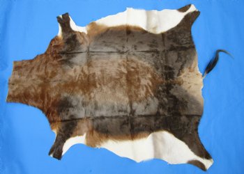 Gorgeous Real Blesbok Hide, Blesbuck Skin, 52 x 45 inches  - Buy this one for $79.99 each