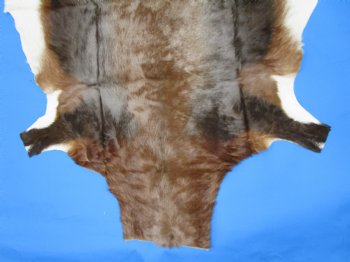 Gorgeous Real Blesbok Hide, Blesbuck Skin, 52 x 45 inches  - Buy this one for $79.99 each