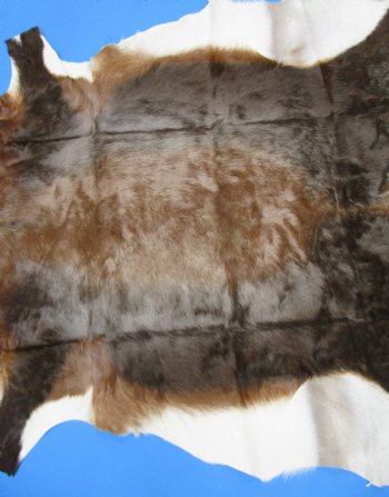 Gorgeous Real Blesbok Hide, Blesbuck Skin, 52 x 45 inches  - Buy this one for $79.99 each