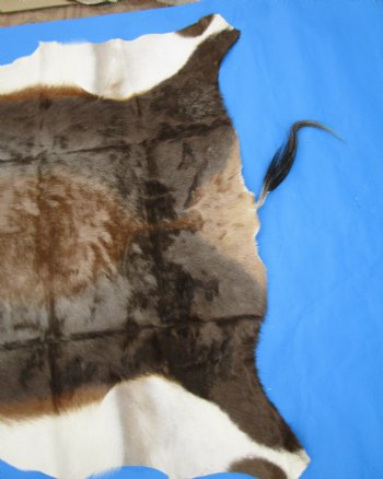 Gorgeous Real Blesbok Hide, Blesbuck Skin, 52 x 45 inches  - Buy this one for $79.99 each