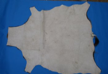Gorgeous Real Blesbok Hide, Blesbuck Skin, 52 x 45 inches  - Buy this one for $79.99 each