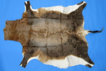 Authentic Blesbok Hide, Blesbuck Skin, 49 x 39 inches  - Buy this one for $79.99 each