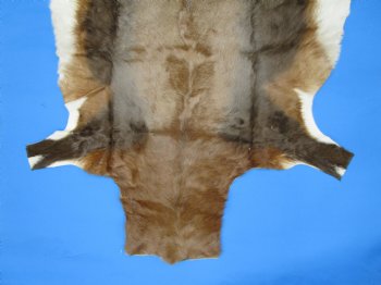 Authentic Blesbok Hide, Blesbuck Skin, 49 x 39 inches  - Buy this one for $79.99 each