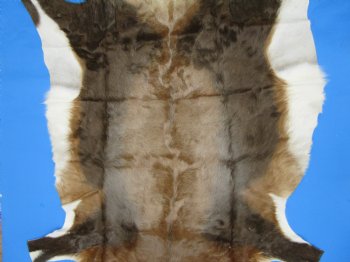 Authentic Blesbok Hide, Blesbuck Skin, 49 x 39 inches  - Buy this one for $79.99 each