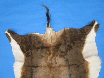 Authentic Blesbok Hide, Blesbuck Skin, 49 x 39 inches  - Buy this one for $79.99 each