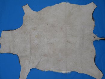 Authentic Blesbok Hide, Blesbuck Skin, 49 x 39 inches  - Buy this one for $79.99 each