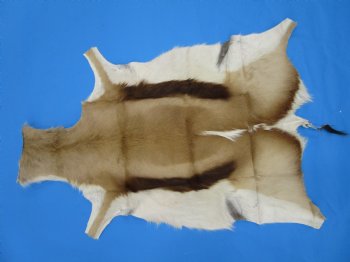 34" x 25" Authentic Springbok Skin, Springbok Hide for Sale- Buy this one for $64.99
