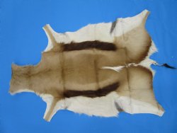 34" x 25" Authentic Springbok Skin, Springbok Hide for Sale- Buy this one for $64.99