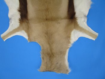 34" x 25" Authentic Springbok Skin, Springbok Hide for Sale- Buy this one for $64.99