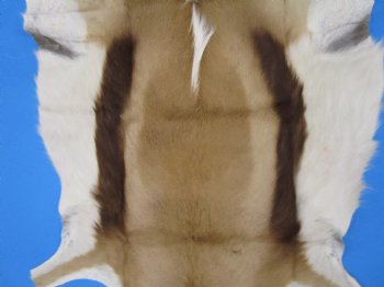 34" x 25" Authentic Springbok Skin, Springbok Hide for Sale- Buy this one for $64.99