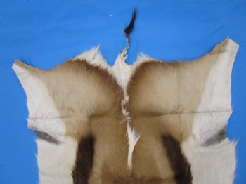 34" x 25" Authentic Springbok Skin, Springbok Hide for Sale- Buy this one for $64.99