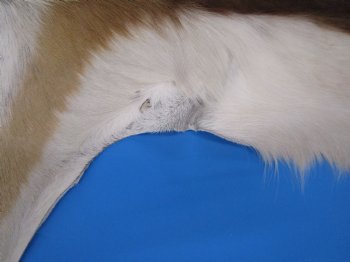 34" x 25" Authentic Springbok Skin, Springbok Hide for Sale- Buy this one for $64.99