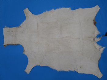 34" x 25" Authentic Springbok Skin, Springbok Hide for Sale- Buy this one for $64.99