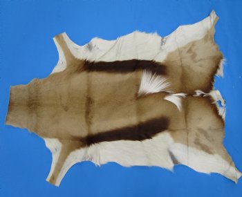 34" x 27" Authentic Springbok Skin, Springbok Hide for Sale- Buy this one for $64.99