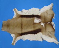 34" x 27" Authentic Springbok Skin, Springbok Hide for Sale- Buy this one for $64.99
