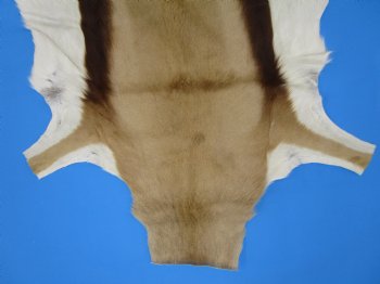34" x 27" Authentic Springbok Skin, Springbok Hide for Sale- Buy this one for $64.99