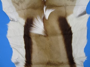 34" x 27" Authentic Springbok Skin, Springbok Hide for Sale- Buy this one for $64.99