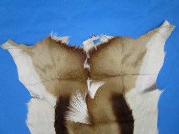 34" x 27" Authentic Springbok Skin, Springbok Hide for Sale- Buy this one for $64.99
