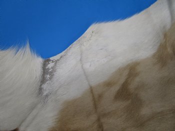 34" x 27" Authentic Springbok Skin, Springbok Hide for Sale- Buy this one for $64.99
