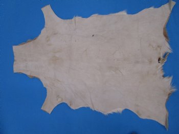 34" x 27" Authentic Springbok Skin, Springbok Hide for Sale- Buy this one for $64.99