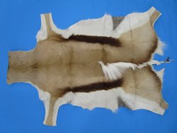 34" x 23-3/4" Genuine Springbok Skin, Springbok Hide for Sale- Buy this one for $64.99