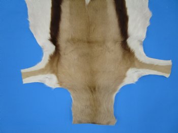 34" x 23-3/4" Genuine Springbok Skin, Springbok Hide for Sale- Buy this one for $64.99