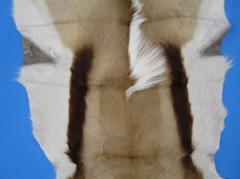 34" x 23-3/4" Genuine Springbok Skin, Springbok Hide for Sale- Buy this one for $64.99