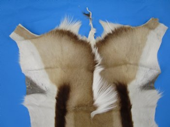 34" x 23-3/4" Genuine Springbok Skin, Springbok Hide for Sale- Buy this one for $64.99