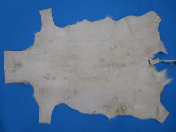 34" x 23-3/4" Genuine Springbok Skin, Springbok Hide for Sale- Buy this one for $64.99