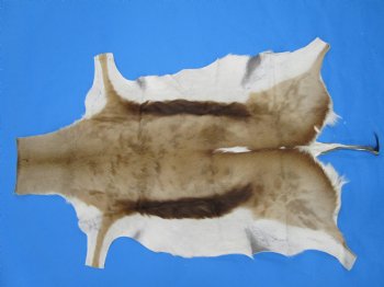 39" x 27" African Springbok Skin, Springbok Hide for Sale- Buy this one for $64.99